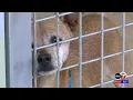 What to expect when adopting animals from El Paso s Humane Society