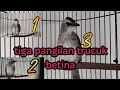 Lagu Tiga pangilan Trucuk betina saling bersahutan//Sangat cocok untuk meningkatkan birahi trucuk jantan