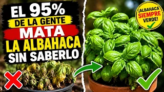 El 95 % de la Gente Mata la Albahaca Sin Saberlo || La Huertina De Toni