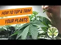 Topping \u0026 Trimming Plants in Early Veg Stage