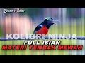 Lagu KONIN GACOR FULL ISIAN MEWAH KOMPILASI TEMBAKAN KASAR TAJAM COCOK UNTUK MASTERAN KOLIBRI NINJA BAHAN
