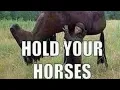 MEMES FOR HOMIES INC V118