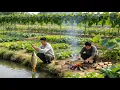 Lagu 山野寻味：一钓鲜鱼，一藕清欢  Taste of the Wild: A Catch of Fresh Fish, a Joy of Lotus Root