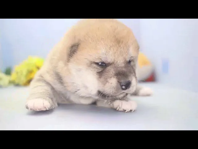動画