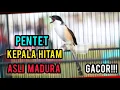 Download Lagu PENTET KEPALA HITAM GACOR ‼️ASLI MADURA