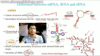 Download mRNA, tRNA and rRNA MP3