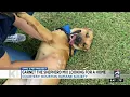 Pet project Garnet searching for forever home