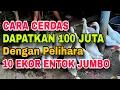 Download Lagu Cara Cerdas Jadi JUTAWAN dengan hanya Pelihara 10 Entok JUMBO