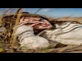 Shelley Short - Coo Coo Bird (Rødsten & Jesper Rummenigge Remix) / Radio Edit