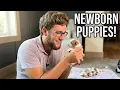 Velma Odell s Babies Are Here Cavapoo Update
