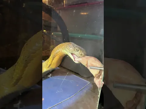 King cobra super rakus #snake