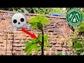 Top 10 Poisonous Plants in the UK THIS COULD SAVE YOUR LIFE