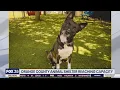 Adopt-A-Pet