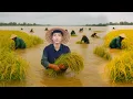 Download Lagu Race tegen het stijgende water: onze rijstvelden redden van de overstroming / SUNG A PAO