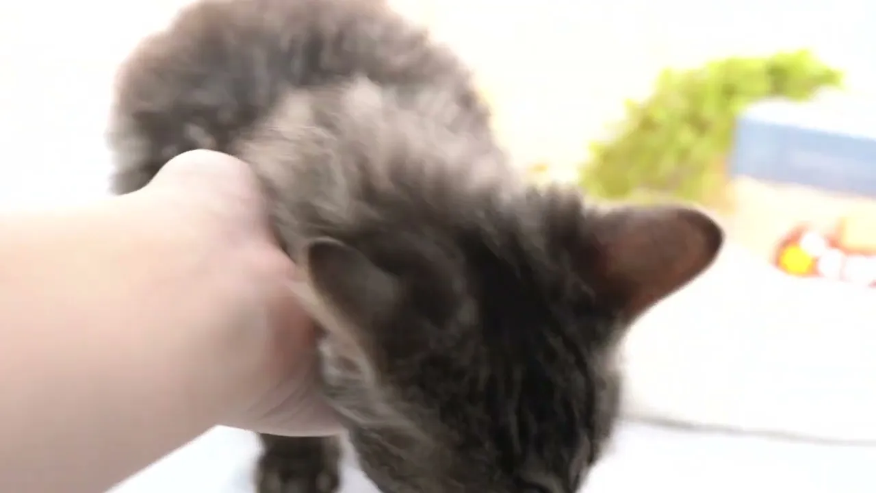 動画