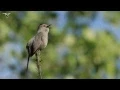 Download Lagu Burung Gray Catbird bernyanyi