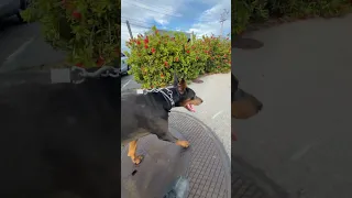 #fyp #dream #doberman #pets #youtube