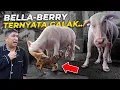 Download Lagu TERNYATA BELLA-BERRY GALAK SAMA ANAK KAMBING GUA..!