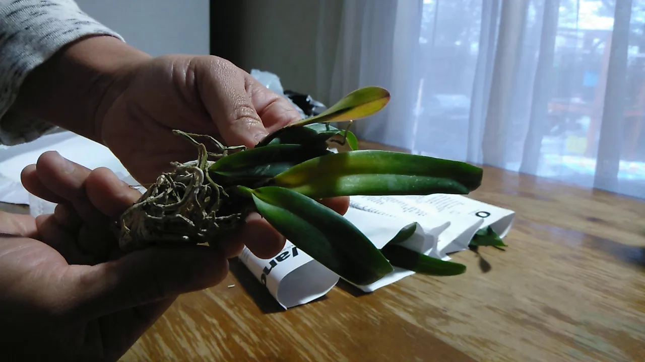 UNBOXING ORCHIDS FROM ETSY SELLER