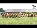 Download Lagu Chácara Arragon e Queijaria Melkland: Sucesso com Leite Jersey A2A2 e Queijos Especiais em Castro/PR