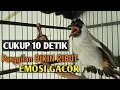 Download Lagu Suara Burung KUTILANG GACOR Asli Tanpa ISIAN 100% Ampuh Untuk Suara Panggilan dan Masteran