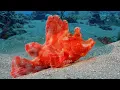 Download Lagu Best Diving in Indonesia | Flores to Alor by Liveaboard \u0026 Resort | Banda Sea \u0026 Pantar Strait | 4K
