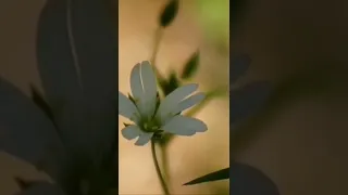 أسعد الناس الشيخ محمد المختار الشنقيطي  أسعد الناس الشيخ محمد المختار الشنقيطي