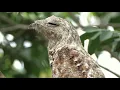 Great Potoo Sound