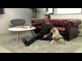 Download Lagu Denkspellen voor je hond