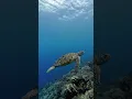 Lagu 诗巴丹之龟 Sea turtles in Sipadan  #sipadan #semporna #diving #malaysia