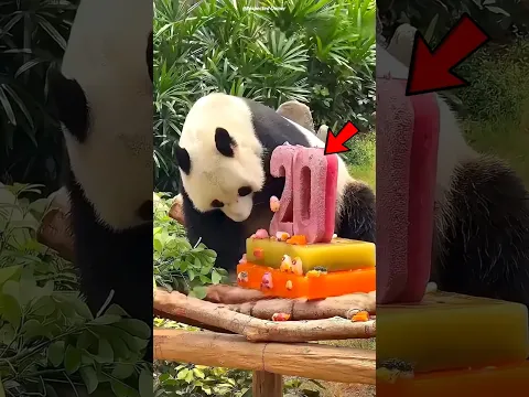 This Panda Rejected Every Birthday Cake for One Hilarious Reason!