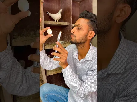 Chota Bada Baccha 😲 #pigeon #reaction #shorts #petvlog #skpigeonloft