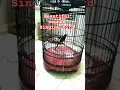 Download Lagu Dengarkan burung murai itu! Itu nyanyian calon juara, suaranya sungguh indah.