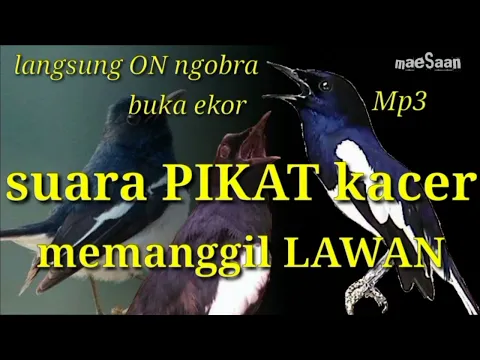 Download MP3 suara PIKAT Kacer memanggil lawan | langsung ON ngobra | buka ekor konslet mp3