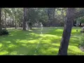 Dual Action