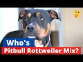 Rottweiler Pitbull Mix A to Z Guide on this mix-breed Should you get a Pitweiler