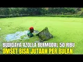 Download Lagu MODAL 50 RIBU, HASILKAN PAKAN AZOLLA BERNUTRISI TINGGI UNTUK TERNAK !!