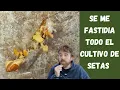 Download Lagu Problemas y soluciones cultivando setas en casa 🍄