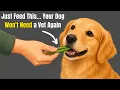 18 Human Foods Vets Feed Their OWN Dogs But Never Tell Anyone