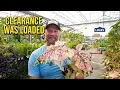 Lowe s Clearance Was Loaded and These Caladiums Gave Me Hot Flashes