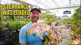 Lowe s Clearance Was Loaded and These Caladiums Gave Me Hot Flashes