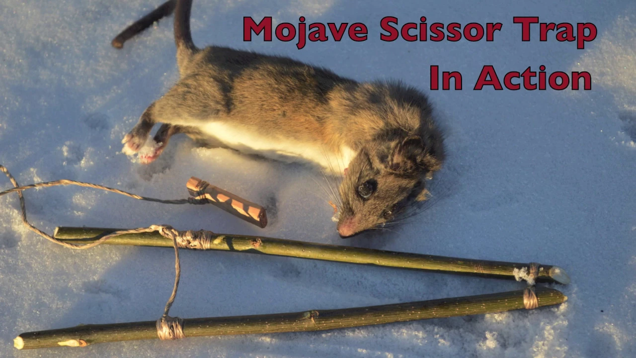 Mojave Scissor Survival Trap in Action. Catching and eating Rats. Primitive Technology