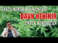 FAKTA MENARIK SERTA MANFAAT DAUN KENIKIR UNTUK KESEHATAN