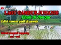 Download Lagu Lagu gambus juhanis enak di dengar edisi nanam padi di sawah