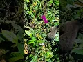 Download Lagu Dari Kotoran Jadi Emas Hitam‼️Kisah Kopi Luwak yang Mendunia #luwak #luwakcoffee #viralvideo
