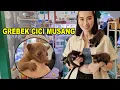 Download Lagu Grebek Cici Penjual Musang