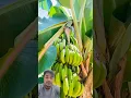 Download Lagu China Ke Log #farming #natural #banana