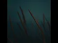 Close to the Morning - Aukai
