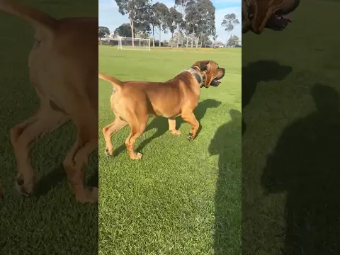 Live highlight Happy 4th Birthday Sully