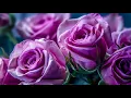 Download Lagu Music relaxes the nervous system, improves memory 🌿 Sergey Grischuk music